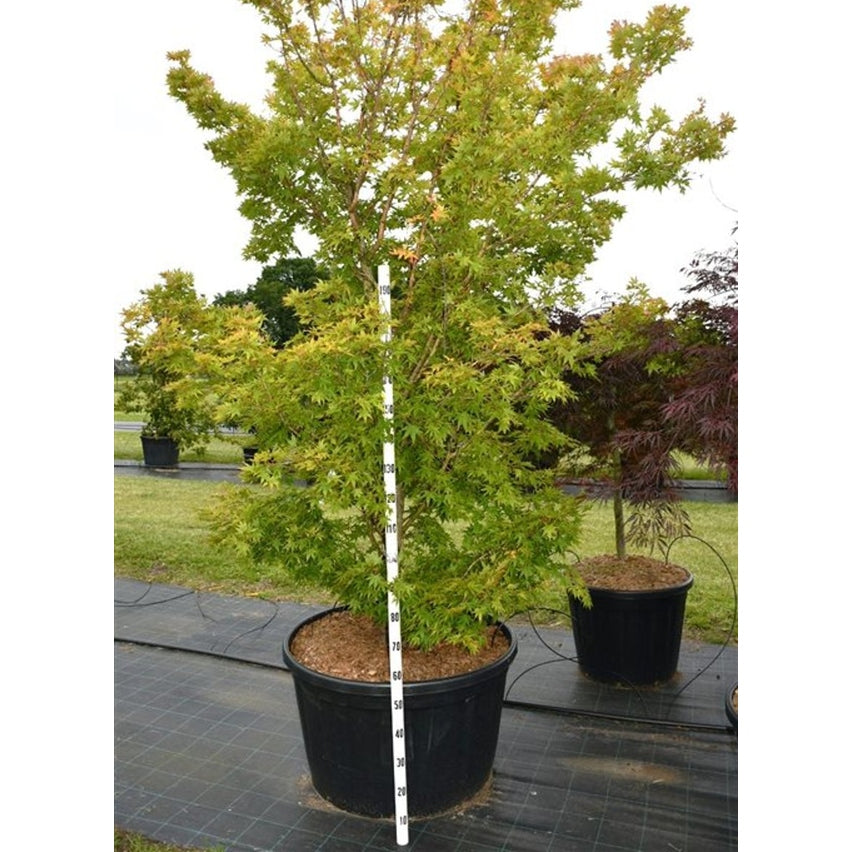 Japansk lönn – Acer palmatum 'Sangokaku' - C280 275-300 cm. Sol